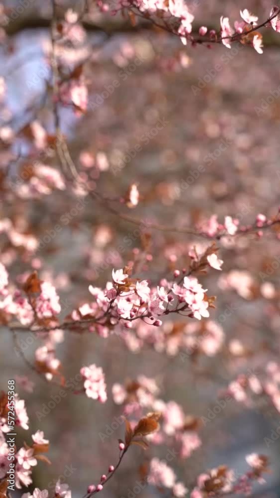 Vertical video of cherry flowers branch in spring bloom. Japanese sakura trees. Vertical video of cherry flowers branch in spring bloom. Japanese sakura trees.