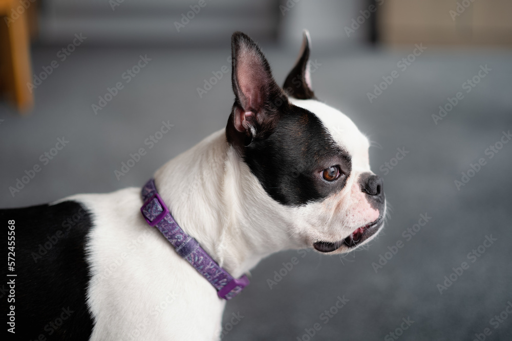 Boston Terrier standing in profile. The dog is wearing a purple collar. She has a flat nose and large ears