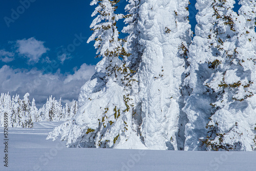 snow covered trees