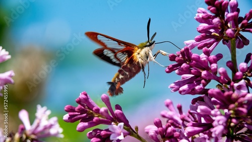 Hummingbird clearview (Hemaris thysbe) foraging on lilac flowers, against a blue sky photo