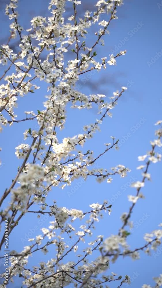 Vertical video of white flowers branch blossoming in spring Vertical video of white flowers branch blossoming in spring