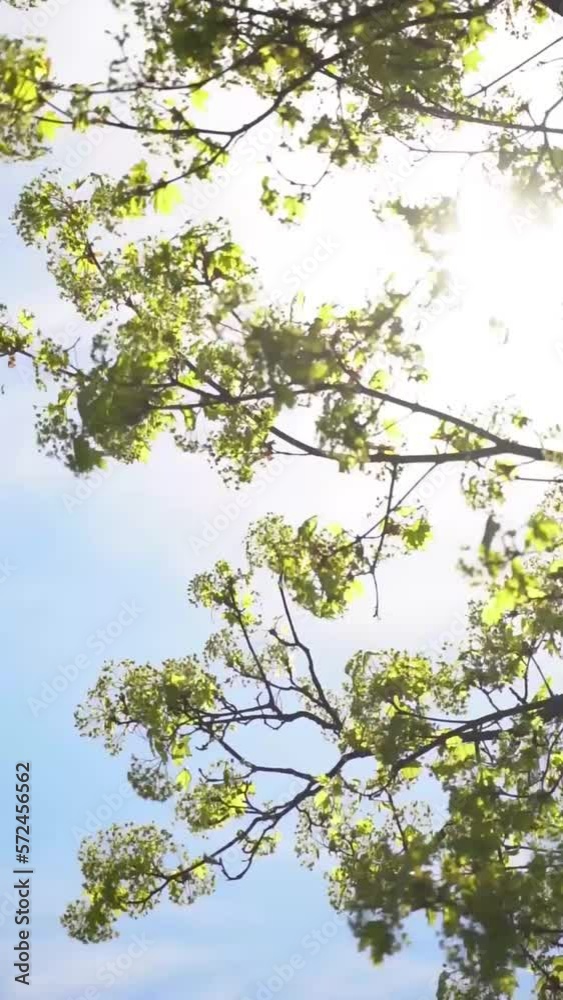 Vertical video of sun rays shining through tree branches with green leaves Vertical video of sun rays shining through tree branches with green leaves