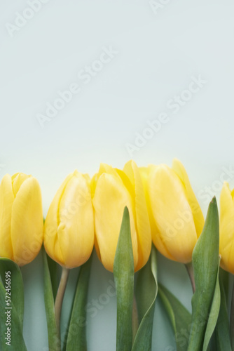 Flowers composition. Yellow tulip flowers on green background. Spring  summer concept