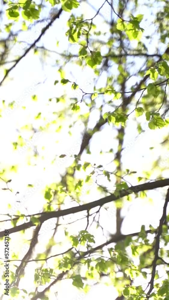 Vertical video of sun rays shining through tree branches with green leaves Vertical video of sun rays shining through tree branches with green leaves