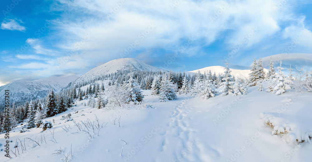 Morning winter mountain landscape with fir forest on slope.