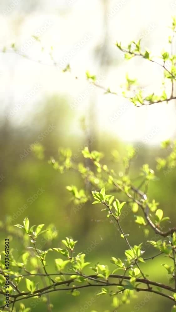 Vertical video of sun rays shining through tree branches with green leaves Vertical video of sun rays shining through tree branches with green leaves