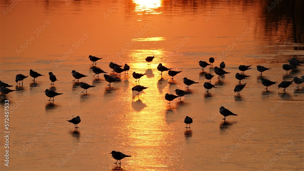 Fototapeta premium Flock of birds on frozen lake in beautiful sunset