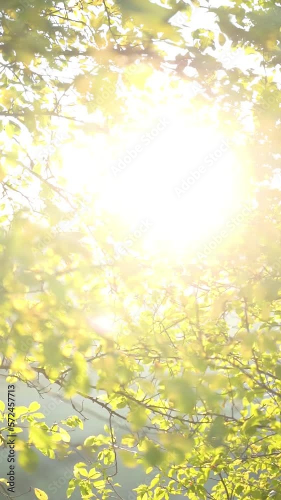 Vertical video of sun rays shining through tree branches with green leaves Vertical video of sun rays shining through tree branches with green leaves