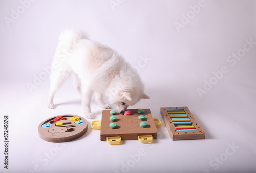 Dog playing Intellectual game. Training game for dogs.