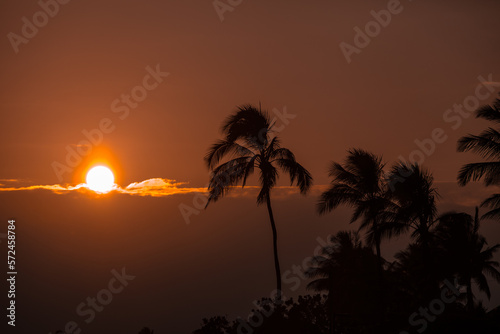 Palm Tree  Sunset on Kauai  Hawaii 