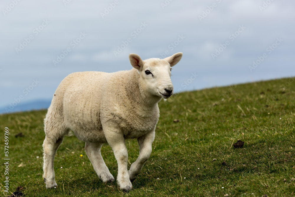 Ein Schaf auf der Isle Of Skye in Schottland Ein Schaf auf der Isle Of Skye in Schottland