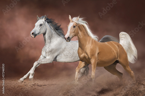Two beautiful horse with long mane run in desert