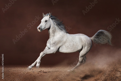 Arabian stallion run fast © callipso88