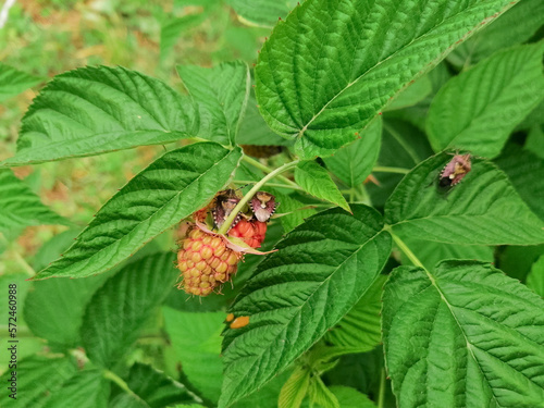 Bed bugs on green raspberry leaves, unripe raspberries, pest control in the garden.