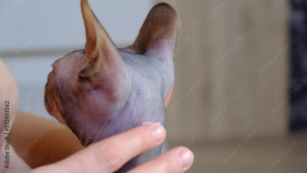 Allergic skin diseases in domestic cats of the Sphynx. cat's wound from ...