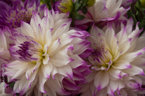 Closeup of beautiful  fresh  purple and white dahlias for sale at a local farmers market  