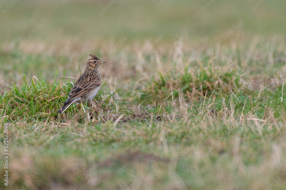 Eurasian skylark (Alauda arvensis), Dundee, Scotland Eurasian skylark (Alauda arvensis), Dundee, Scotland