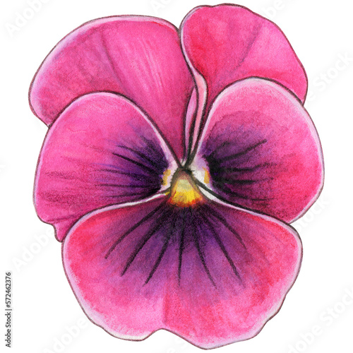 Watercolor hand drawn pansy