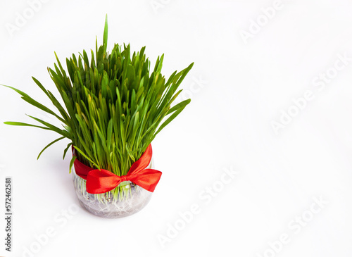 Sprouted wheat sprouts for Novruz holiday with red ribbon. Azerbaijani, Persian, Iranian New Year.