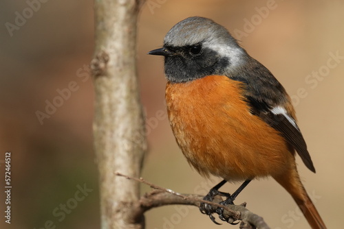 daurian redstart on a branch