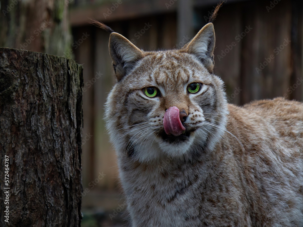 Obraz premium Eurasian Lynx with green eyes looking forward