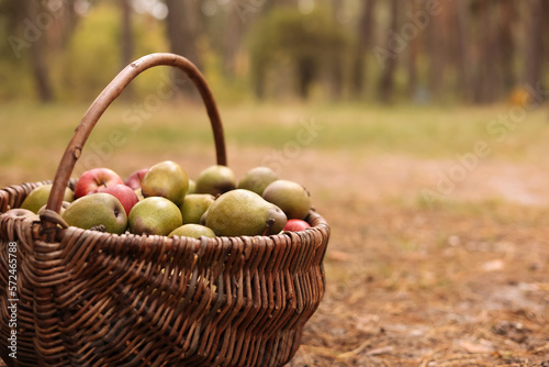 Thanksgiving day holiday. Freshly harvested pears and apples in wicker basket on nature background. Autumn harvest of fresh organic fruits on grass in garden. Fall harvest concept. Copy space