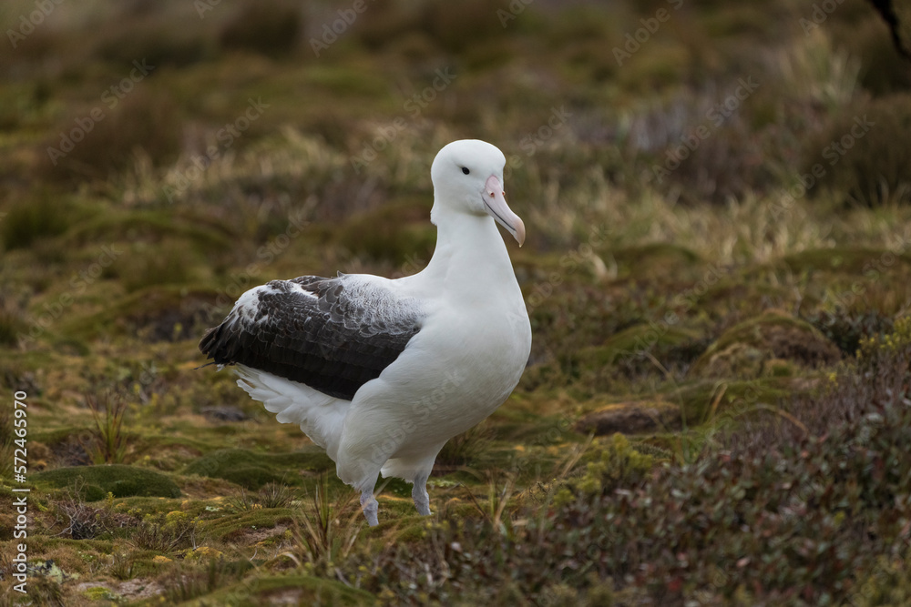 Southern royal albatross (Diomedea epomophora) Southern royal albatross (Diomedea epomophora)