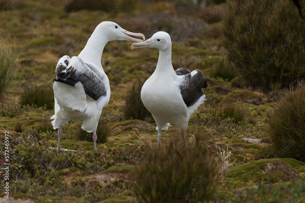 Obraz premium Southern royal albatross (Diomedea epomophora)