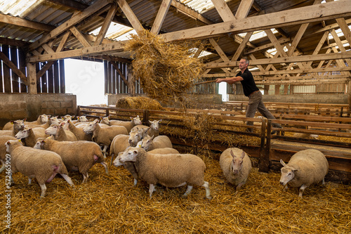 Tableau sur toile Distribution de paille pour les brebis à la bergerie par l'éleveur