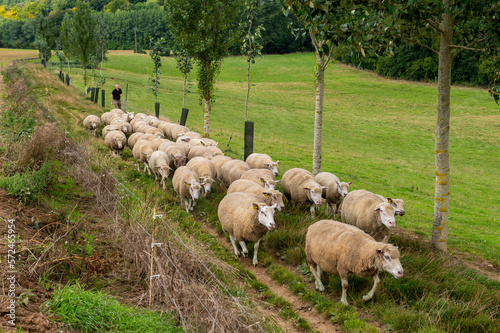 Fotografie Rentrée des brebis à la bergerie par l'éleveur