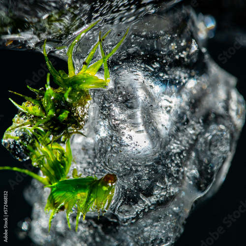 Zamarznięta woda ,sopel z zamarzniętym mchem. © Robert
