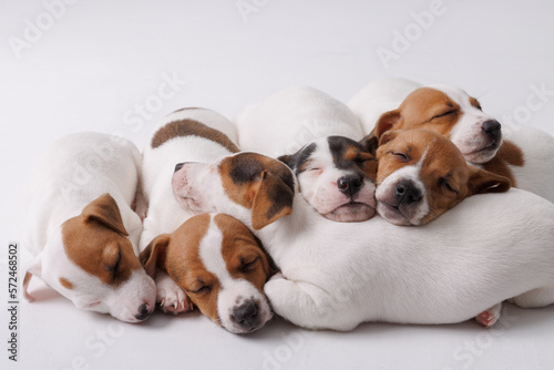 jack russell terrier puppies sleeping on pure white background © st.kolesnikov