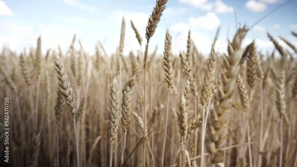 golden wheat under the blue sky before the harvest season in Ukraine golden wheat under the blue sky before the harvest season in Ukraine