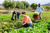 Team of gardeners working on lettuce field at vegetable farm, gathering fresh green produce