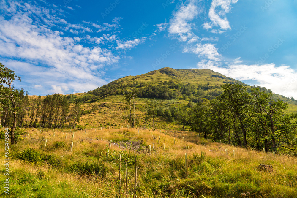 Fototapeta premium Summer in Scotland highlands, United Kingdom