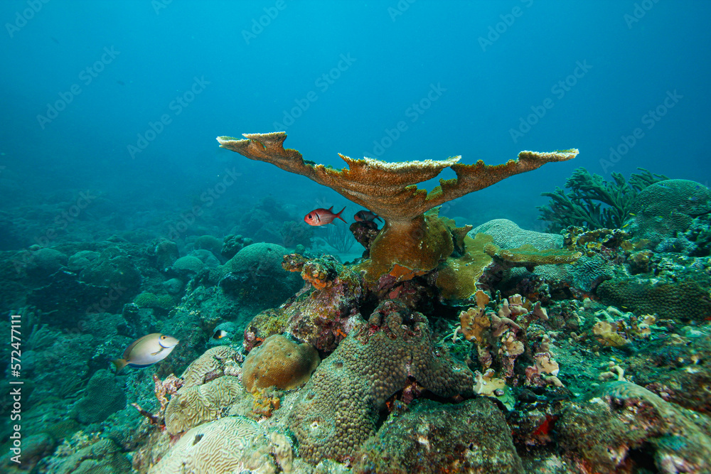 Obraz premium arrecife