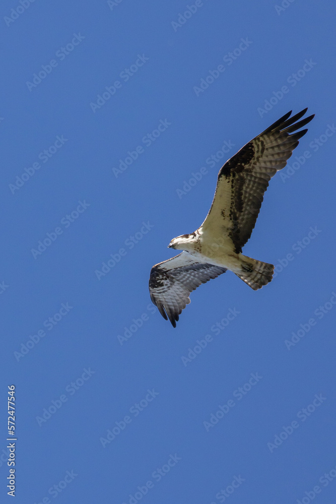 Vertical image of an osprey soaring in the clear blue sky on a sunny summer day in the mountains of Southern Utah, USA. Vertical image of an osprey soaring in the clear blue sky on a sunny summer day in the mountains of Southern Utah, USA.