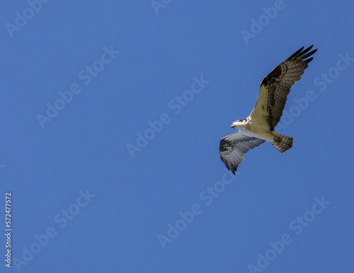 A osprey soars on the wind in a clear blue sky on a sunny summer day in the mountains of Southern Utah, USA.
