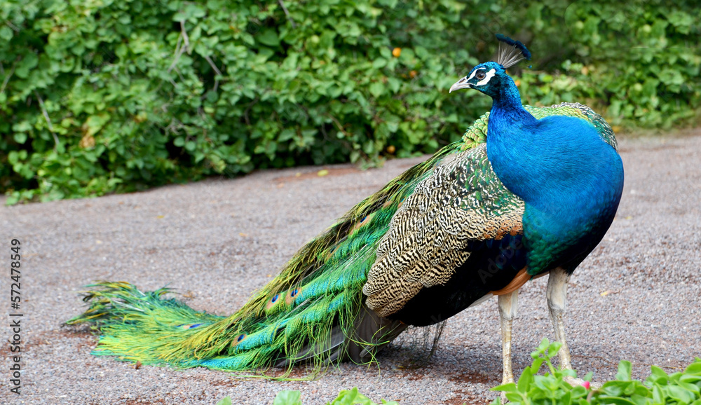 Beautiful peacock with long tail and  feathers walks in the garden.Pavo cristatus with colorful plumage.
Decorative birds concept.Selective focus.
