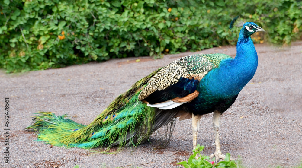 Beautiful peacock with long tail and feathers walks in the garden.Pavo cristatus with colorful plumage.
Decorative birds concept.Selective focus. Beautiful peacock with long tail and feathers walks in the garden.Pavo cristatus with colorful plumage.
Decorative birds concept.Selective focus.