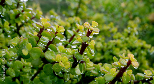 Portulacaria afra or Spekboom, Elephant Bush, Porkbush is a small-leaved succulent plant native from South Africa.Selective focus. photo