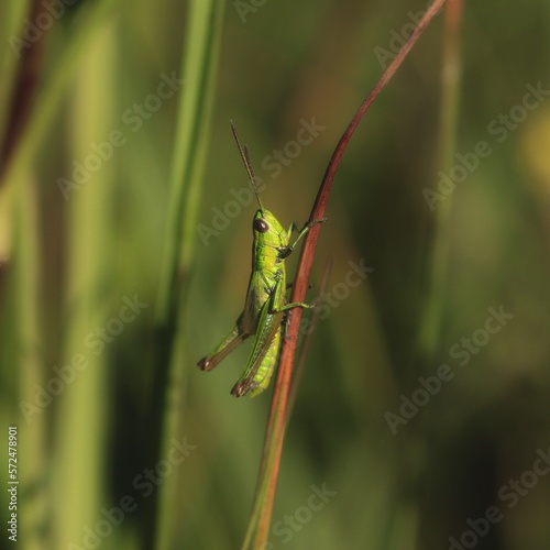 Bunter Grashüpfer(Omocestus viridulus) © meyerfranzgisela