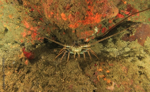 crayfish on the rock