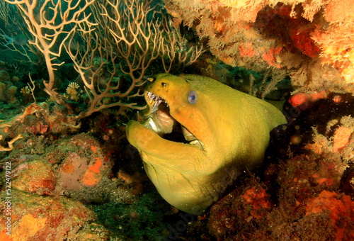 moray eel 