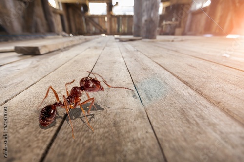 Red wild wood ant on floor © BillionPhotos.com