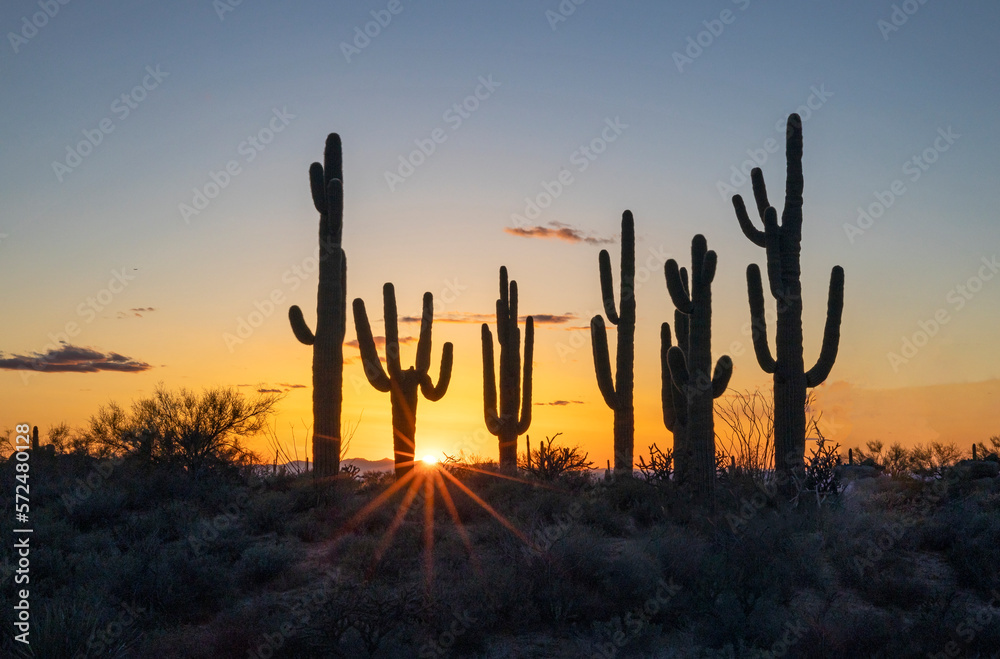 Sunstar Sunburst Behind Stand Of Saguaro Cactus At Sunset Time In Arizona