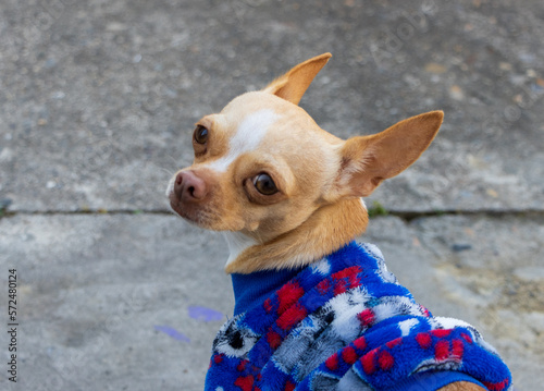 Sesión fotográfica de perro Chihuahua cabeza de venado. © Elehi
