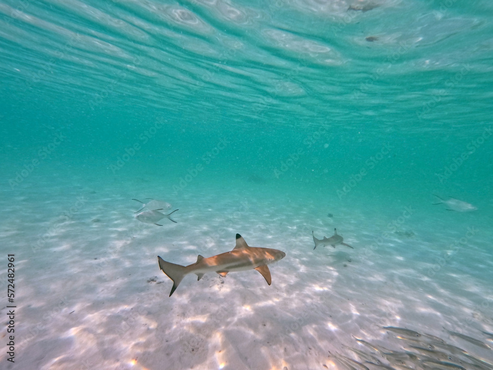 Obraz premium Baby Shark at Lang Tengah Island
