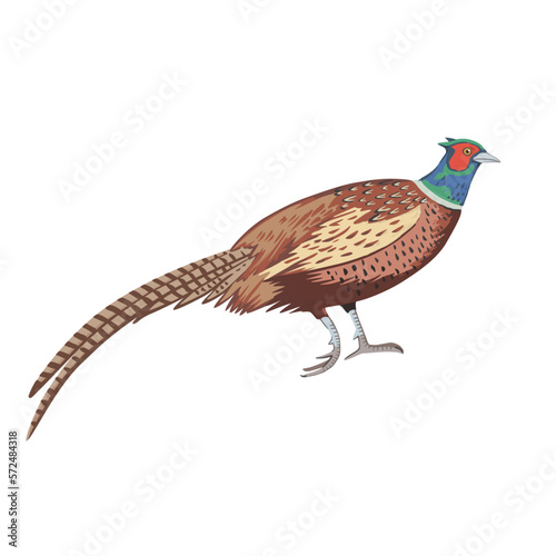 Male ring-necked pheasant. Detailed vector color illustration isolated on white background.