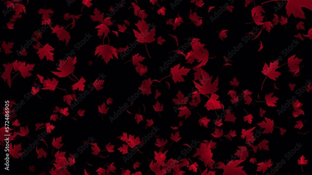 Red maple leaves falling animation in 4K Ultra HD, Beautiful leaves flying animation with transparent background Red maple leaves falling animation in 4K Ultra HD, Beautiful leaves flying animation with transparent background